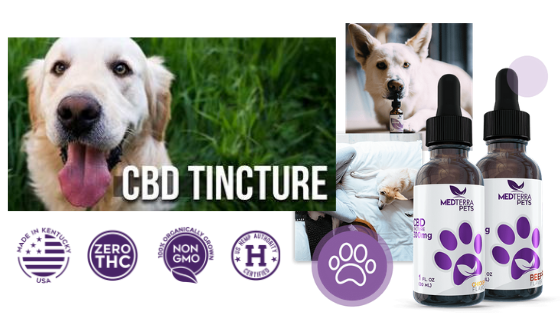 CBD for Your Pets